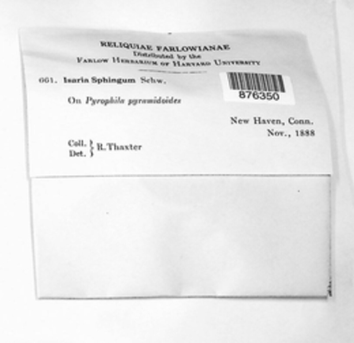 Hymenostilbe sphingum image